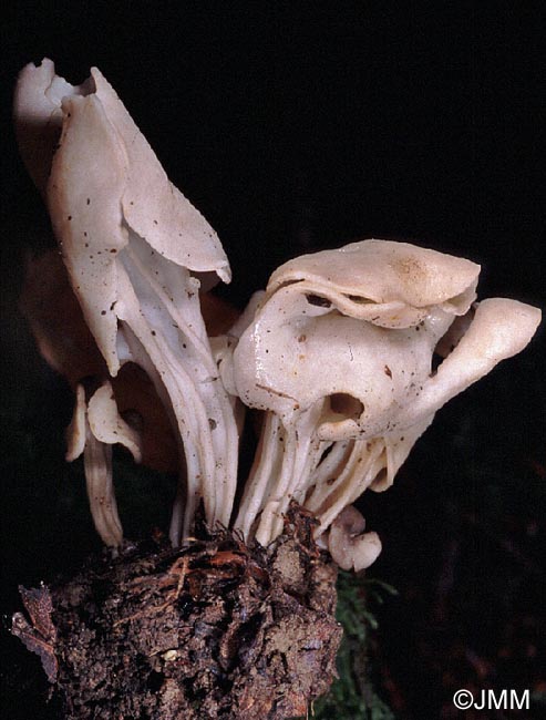 Helvella lactea