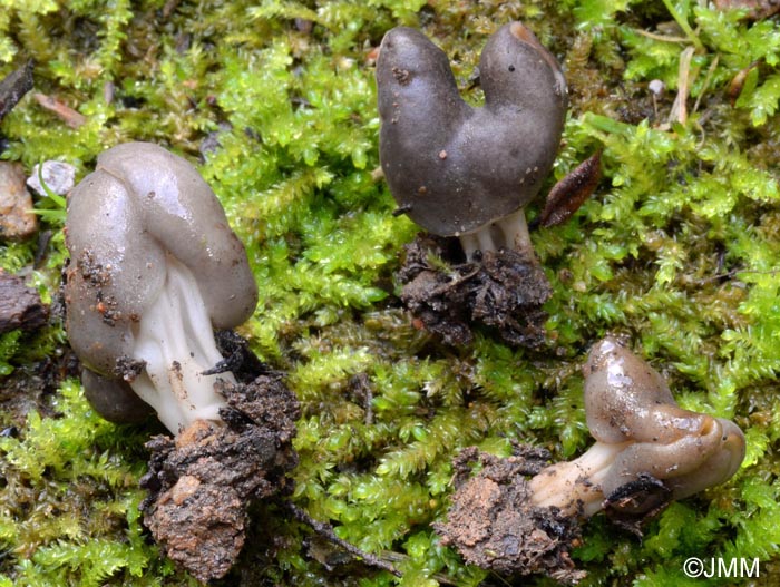 Helvella lacunosa = Helvella sulcata