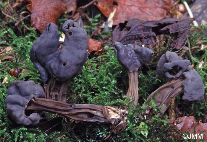 Helvella lacunosa = Helvella sulcata