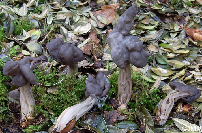 Helvella lacunosa = Helvella sulcata