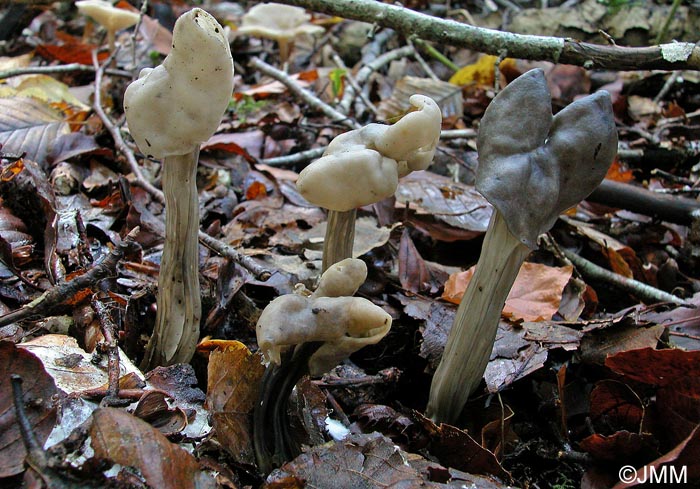 Helvella lacunosa = Helvella sulcata