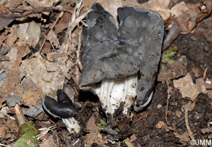 Helvella lacunosa = Helvella sulcata