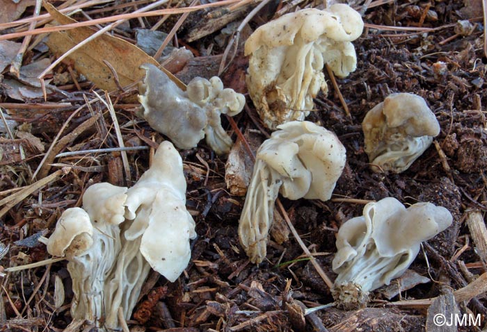 Helvella lacunosa var. cinerea