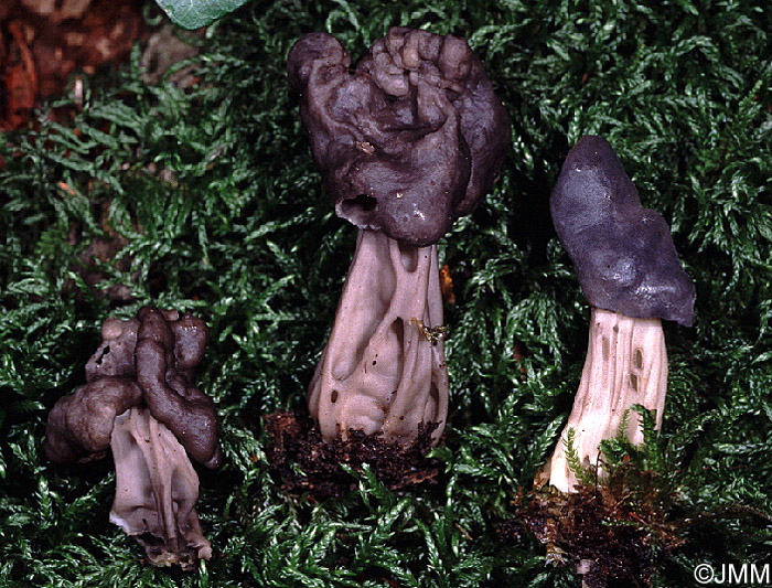 Helvella lacunosa = Helvella sulcata