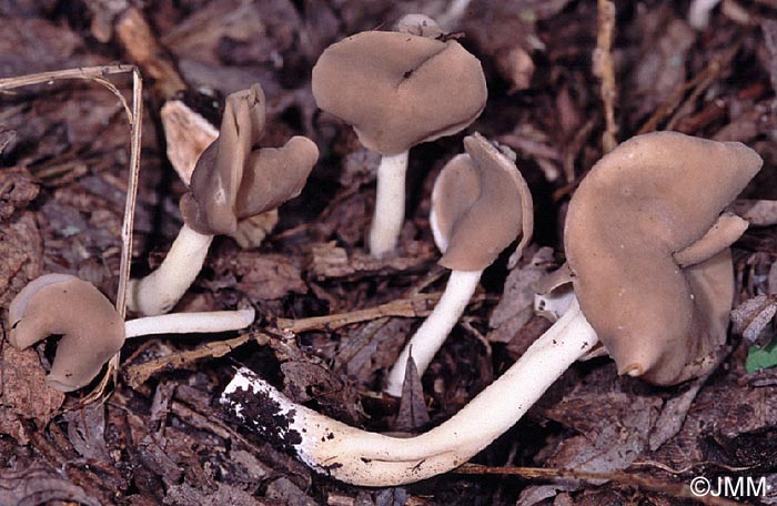 Helvella latispora