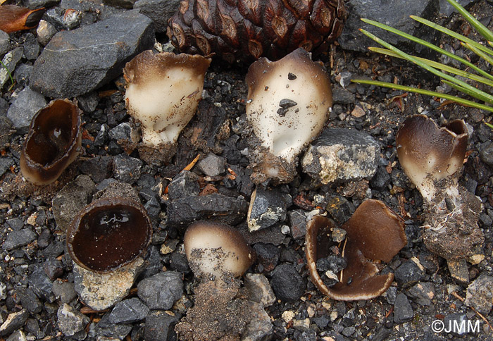 Helvella leucomelaena