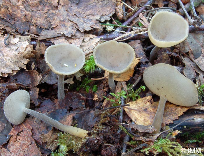 Helvella macropus