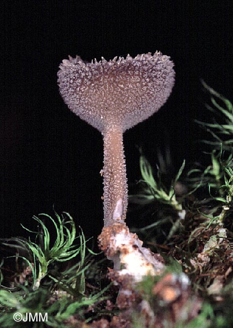 Helvella macropus