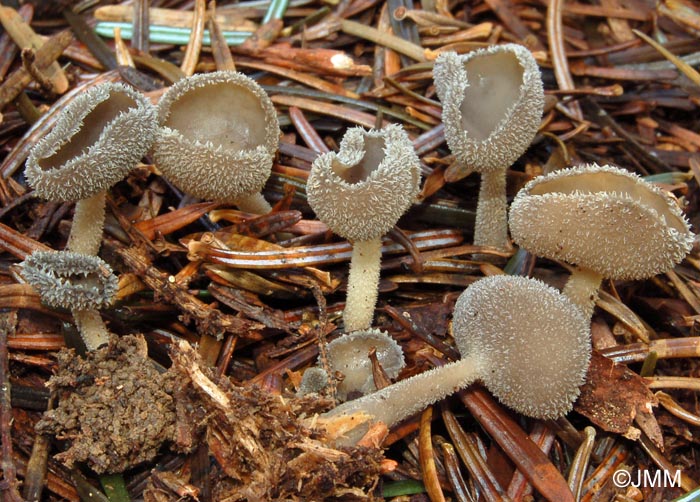 Helvella macropus