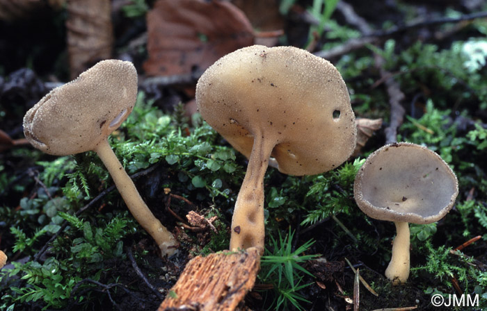 Helvella macropus