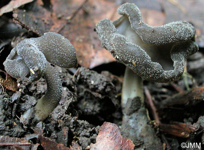 Helvella pezizoides