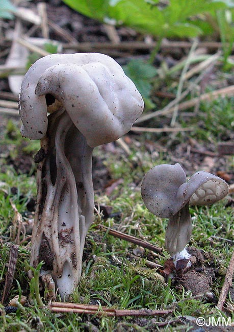 Helvella phlebophora