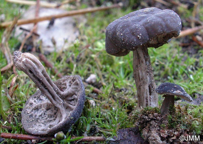 Helvella phlebophora