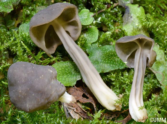 Helvella phlebophora