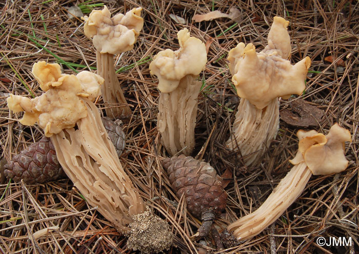 Helvella pityophila