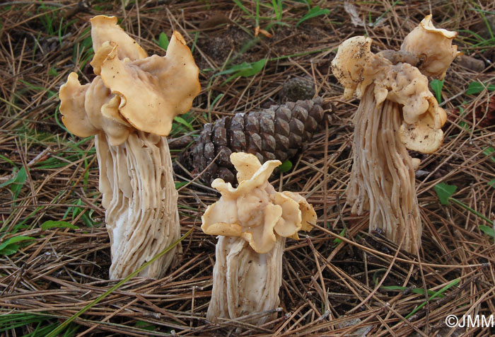 Helvella pityophila