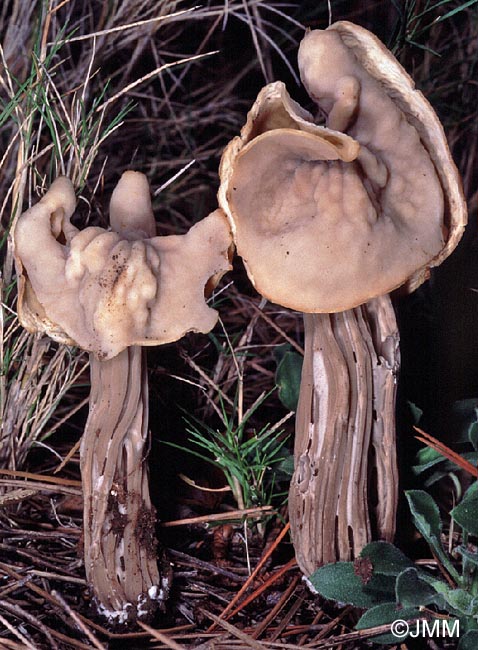 Helvella pityophila