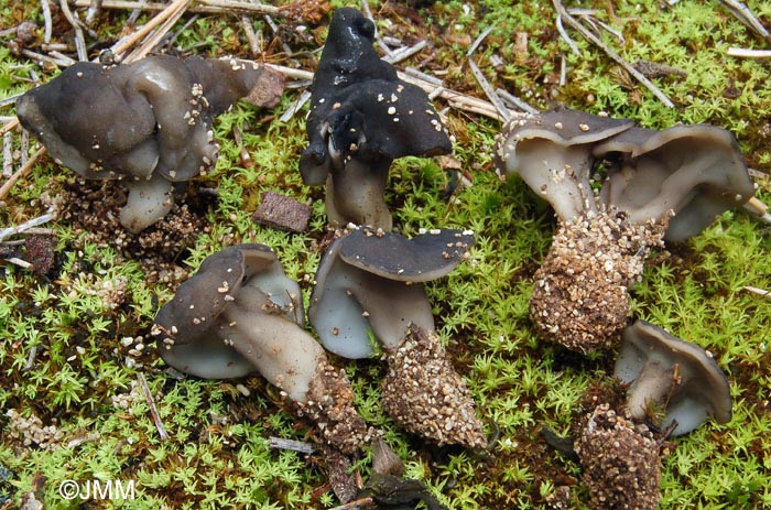 Helvella semiobruta