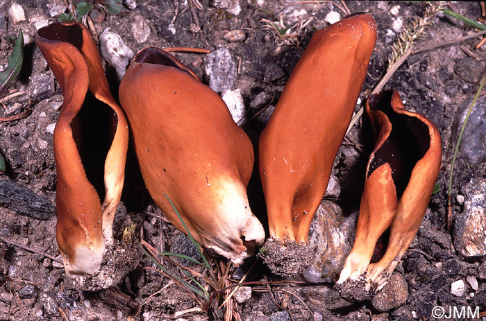 Helvella silvicola