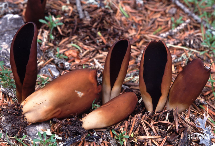 Helvella silvicola