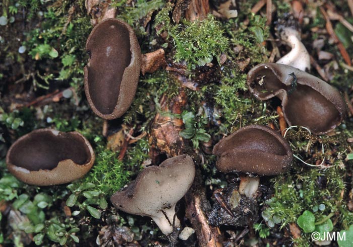 Helvella solitaria = Helvella queletii