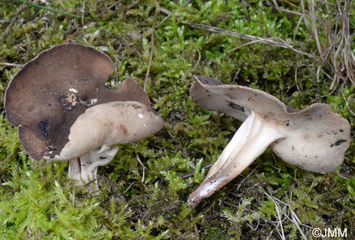 Helvella solitaria = Helvella queletii