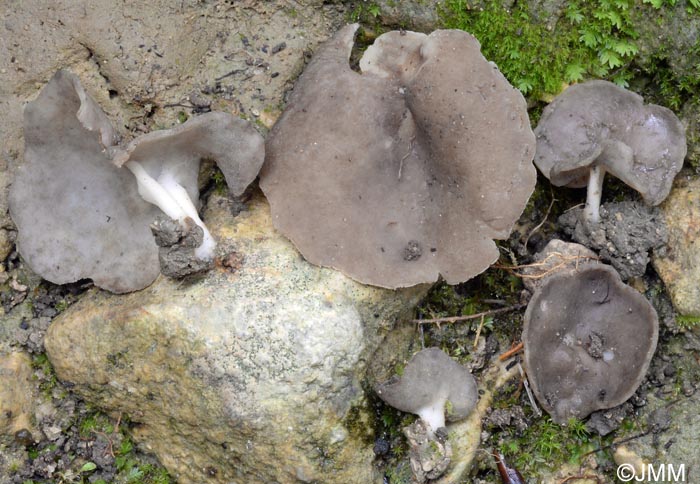 Helvella solitaria = Helvella queletii