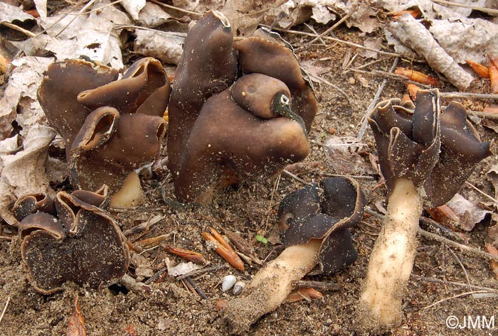 Helvella spadicea = Helvella monachella