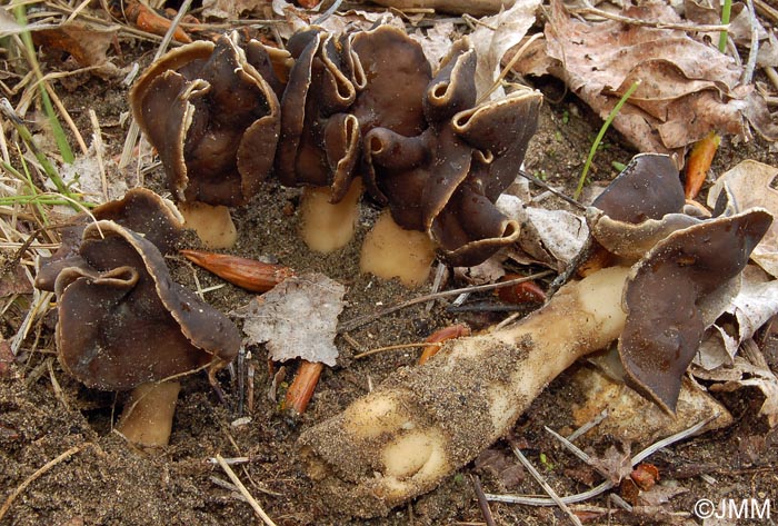 Helvella spadicea = Helvella monachella