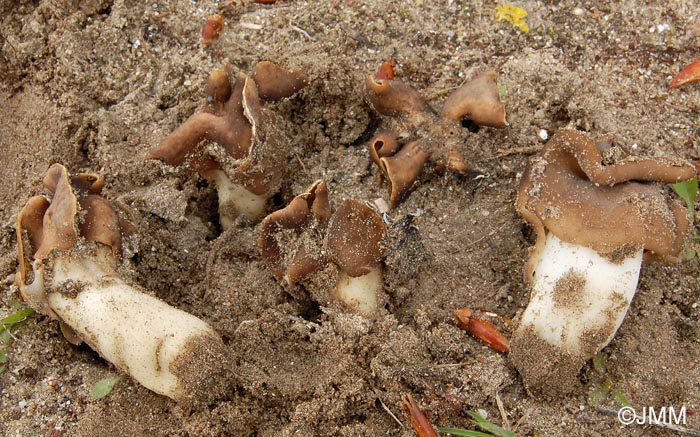 Helvella spadicea = Helvella monachella