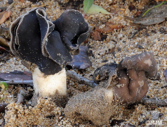 Helvella spadicea = Helvella monachella