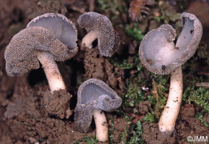 Helvella villosa