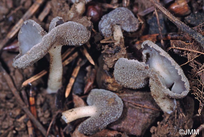 Helvella villosa