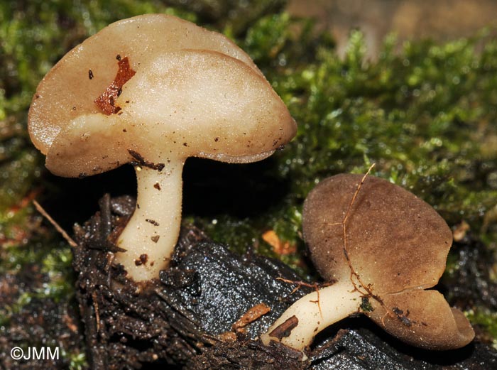 Helvella villosa