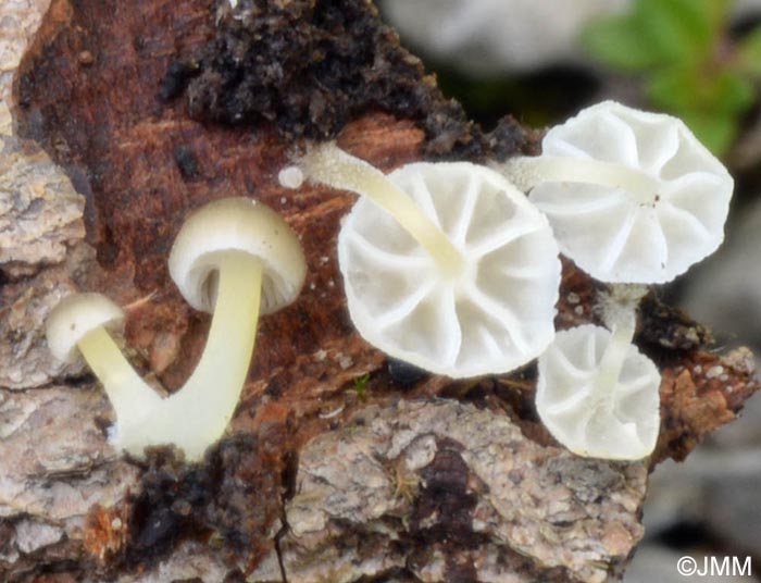 Hemimycena delectabilis