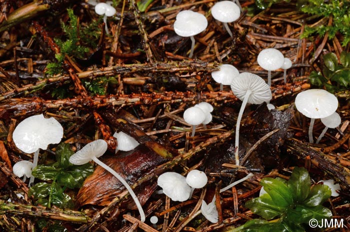 Hemimycena lactea