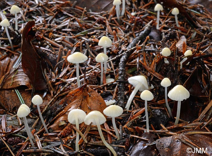 Hemimycena lactea