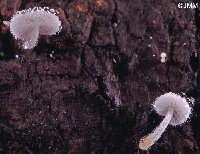 Hemimycena tortuosa