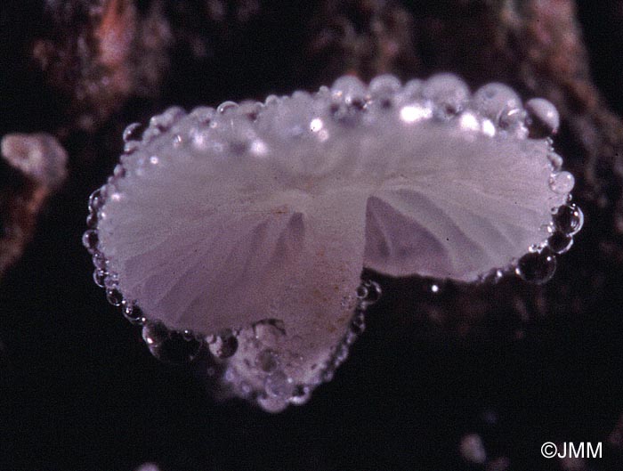 Hemimycena tortuosa