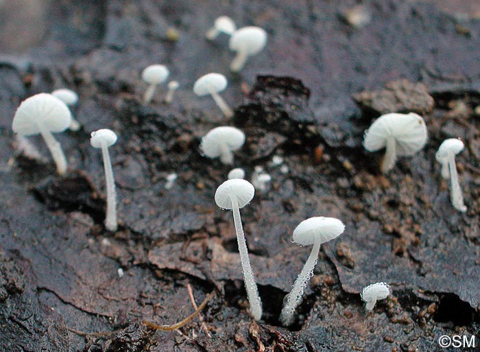 Hemimycena tortuosa