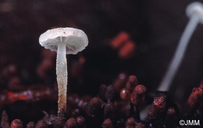 Hemimycena tortuosa