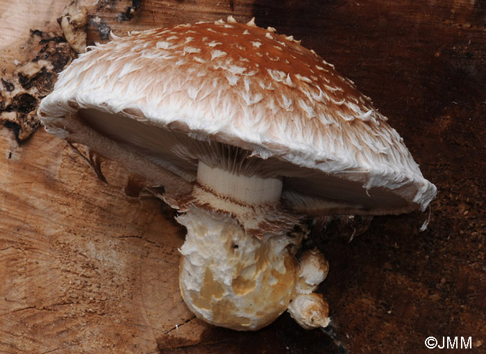 Hemipholiota destruens = Hemipholiota populnea