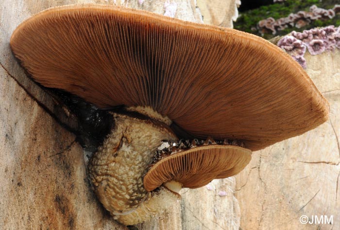 Hemipholiota destruens = Hemipholiota populnea