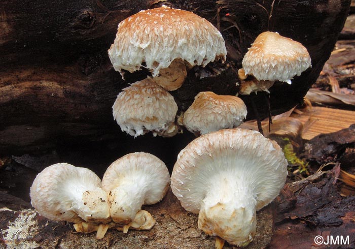 Hemipholiota destruens = Hemipholiota populnea