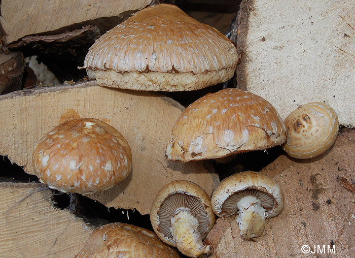 Hemipholiota destruens = Hemipholiota populnea