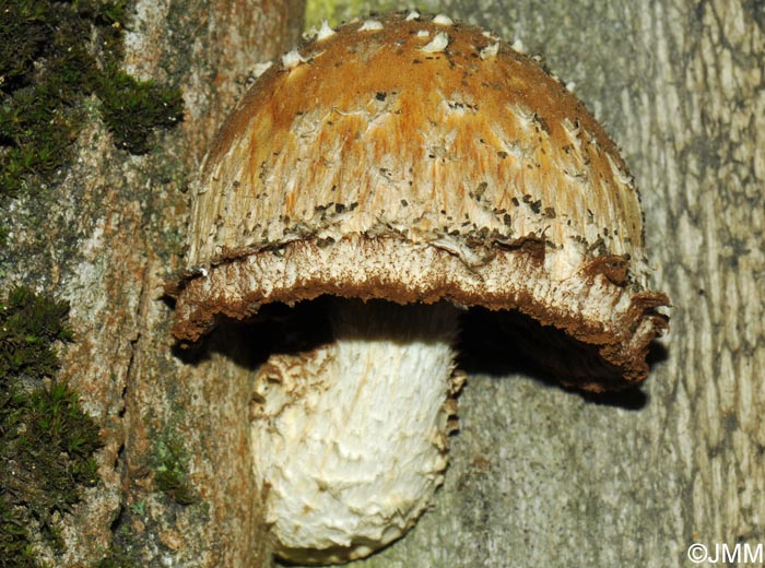 Hemipholiota destruens = Hemipholiota populnea