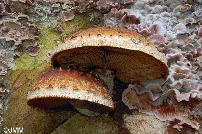 Hemipholiota destruens = Hemipholiota populnea