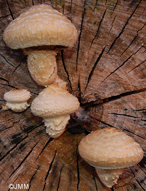 Hemipholiota destruens = Hemipholiota populnea