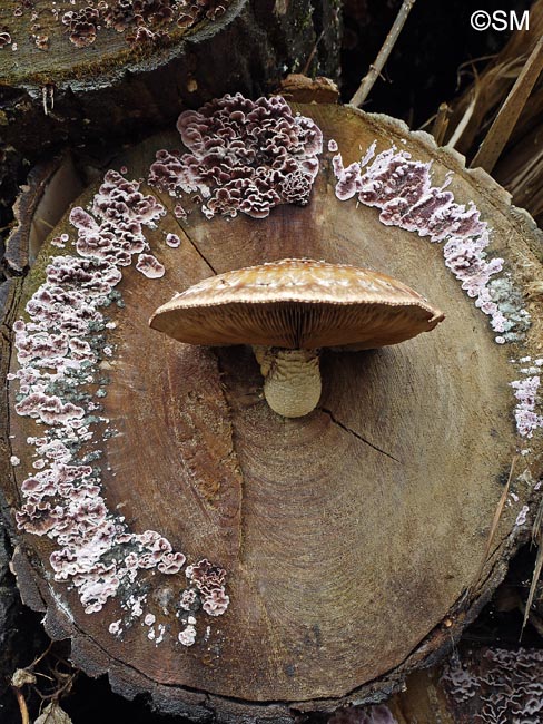 Hemipholiota destruens = Hemipholiota populnea