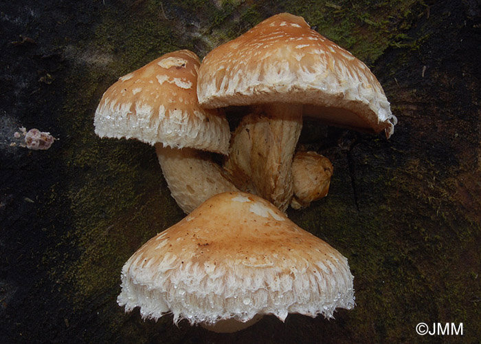 Hemipholiota destruens = Hemipholiota populnea